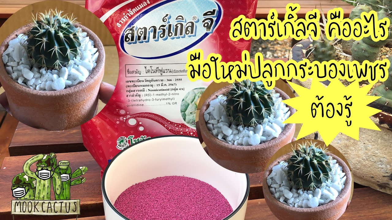 สตาร์เกิ้ลจี คืออะไร มือใหม่ปลูกกระบองเพชรต้องรู้ | what is starkle G?| MookCactus