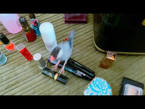 お片付けを邪魔しに来る文鳥　あずき　java sparrow