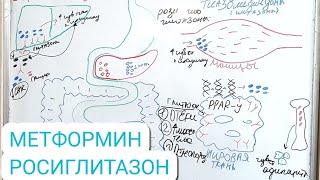 Механиз действия ПРОТИВОДИАБЕТИЧЕСКИ ПРЕПАРАТОВ Ч 1 :БИГУАНИДЫ И ГЛИТАЗОНЫ