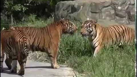 Animal Face-Off - Siberian Amur Tiger vs Bengal Tiger