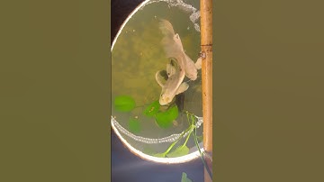 Nuôi cá chép sư tử trong bể !