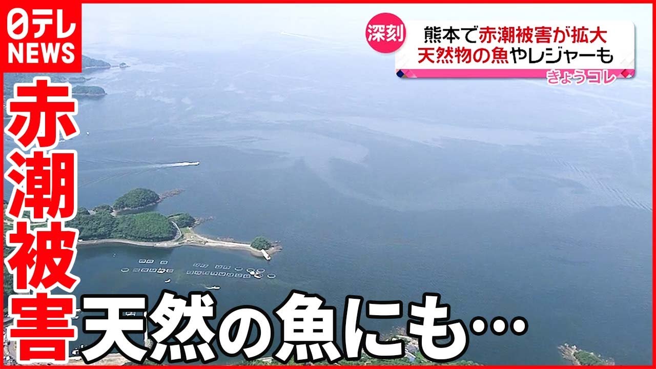 赤潮被害が拡大 養殖ものだけでなく 熊本県 Youtube 赤潮被害が拡大 養殖ものだけでなく 熊本県 Youtube