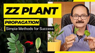 ZZ Plant Propagation l ZZ प्लांट प्रोपेगेशन को सरल बनाएं: विशेषज्ञ युक्तियाँ और टिप्स'