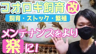 コオロギの飼育・ストック・繁殖方法！～メンテナンスしやすく改良しました～