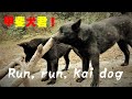 走れ甲斐犬　Run Kai dog【Samurai dog TV】 の動画、YouTube動画。