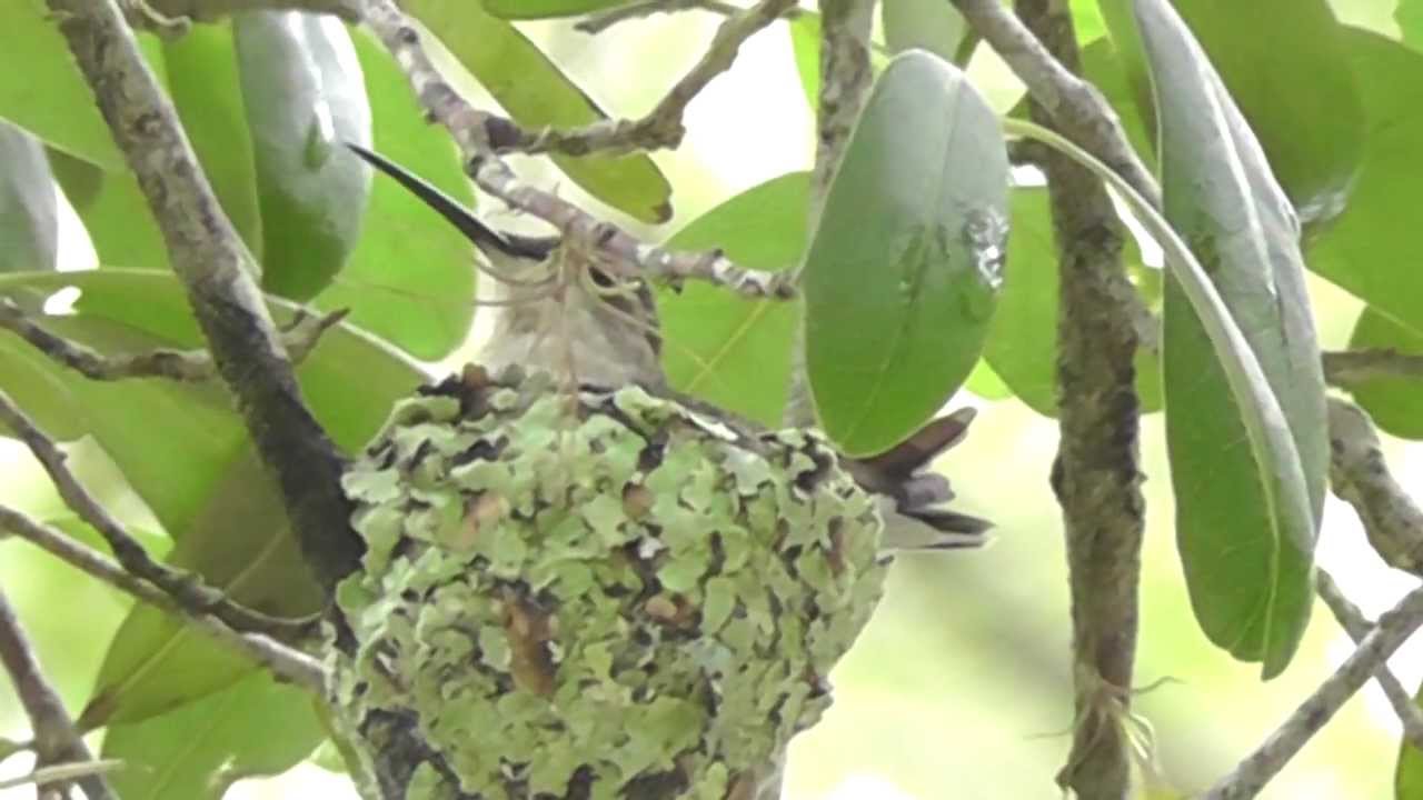 Female Ruby-throated Hummingbird on Nest 2 