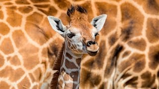 Curious Baby Giraffe Explores