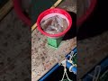 Mực Nhảy Vũng Áng