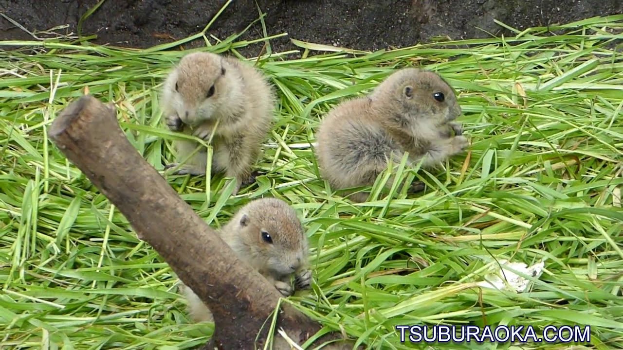 生まれたばかりのプレーリードッグの赤ちゃんたち 恩賜上野動物園 オグロプレーリードッグ Ueno Zoological Gardens Prairie Dog Youtube