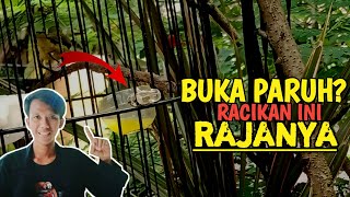 BUKA PARUH ? coba RACIKAN ini aja sogon cepat BUKA PARUH