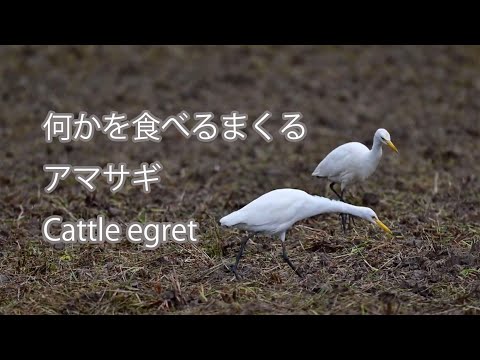 【何かを食べるまくる】アマサギ Cattle egret