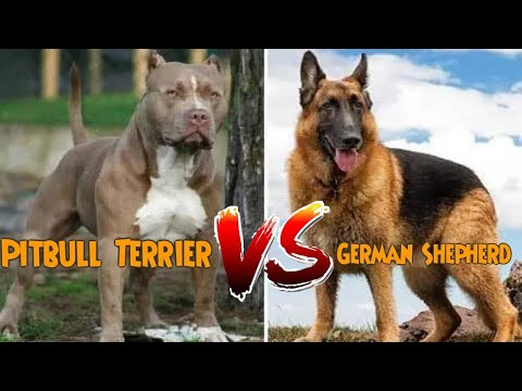 Video: Sundhedsproblemer at passe på i Pit Bulls