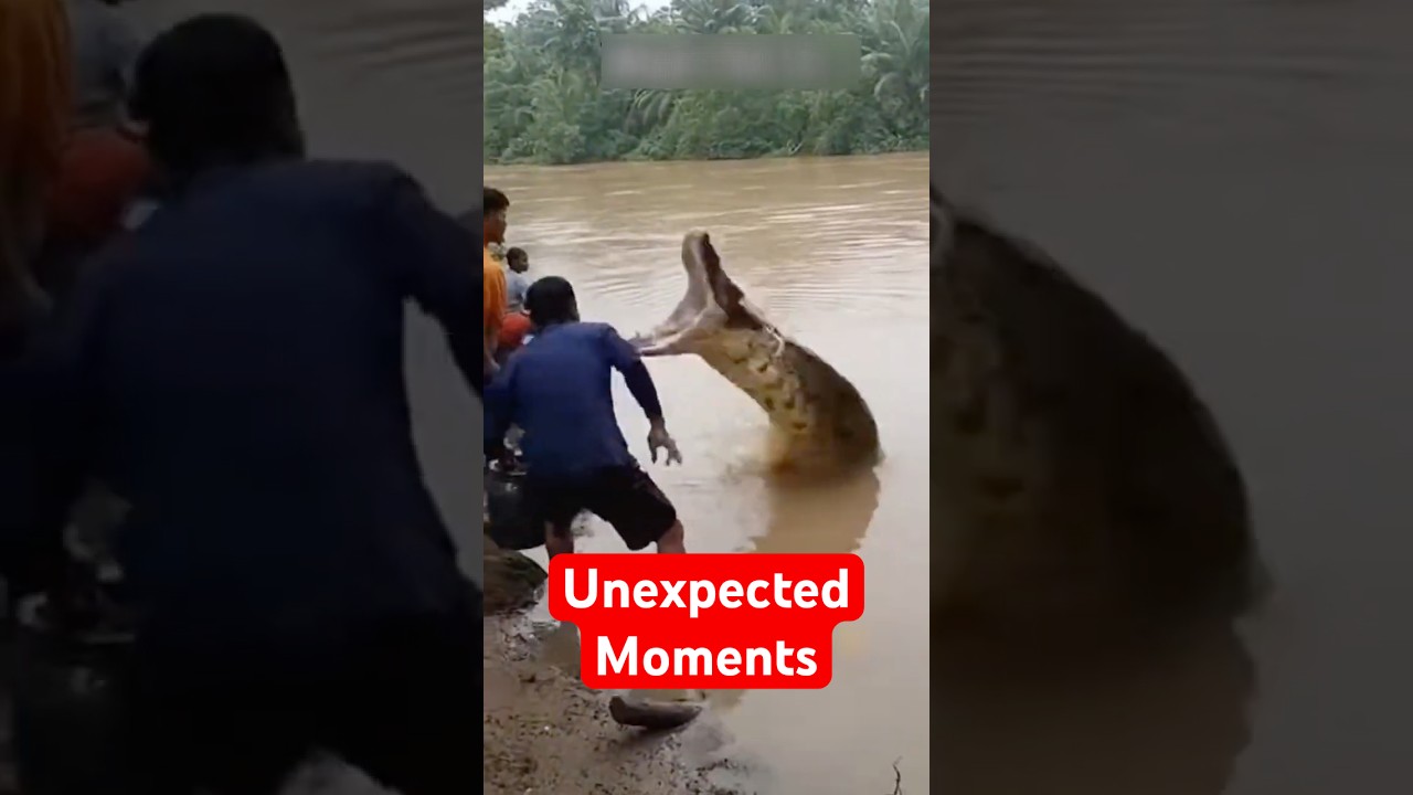 The Most Unexpected Animal Moments Caught On Camera