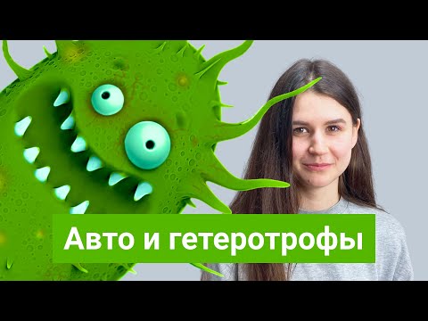 Видео: Что такое хемоавтотрофные бактерии?