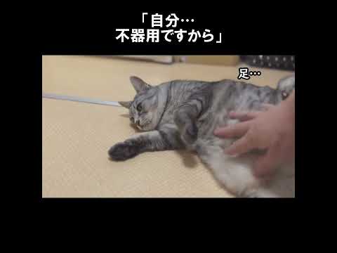 甘えるのが不器用な猫、豆太。 #初老夫婦とねこ #保護猫 #サバトラ猫 #shorts