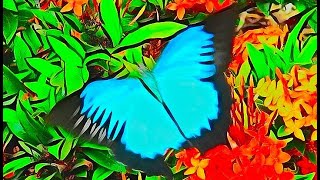 Blue Butterfly in Cairns Queensland Australia - Papilio ulysses, Ulysses blue butterfly