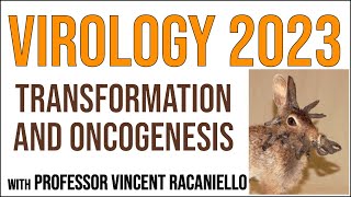 Virology Lectures 2023 #18: Transformation and oncogenesis