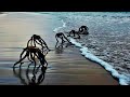 Lifeguard Spots Weird Creatures - Evacuate Beach When Realizing What They Really Are