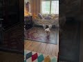 Crazy pooches