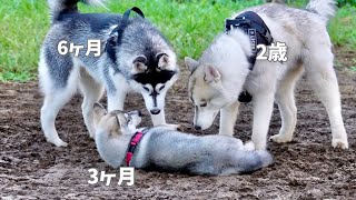 【子犬】生後3ヶ月のパピーを気に入って追いかけ回す兄弟たちww  【シベリアンハスキー】