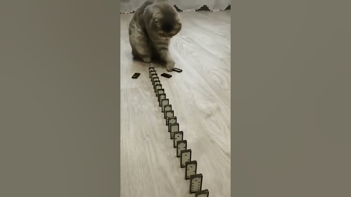 Watch the video about Funny cat videos cute cat videos #shorts