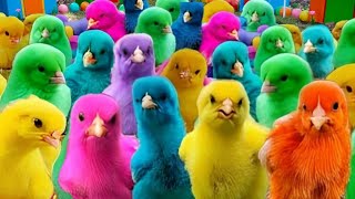 cute chickens, colorful chickens, rainbow chickens, rabbits, guinea pigs, ornamental fish, cats