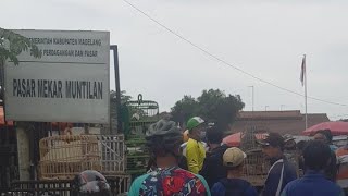 PERDANA LIVE PASAR MEKAR MUNTILAN