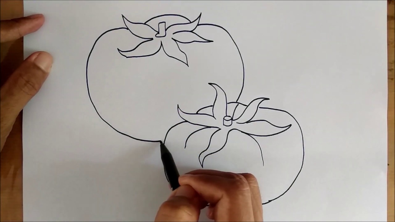  Menggambar Tomat  Tomato drawing YouTube