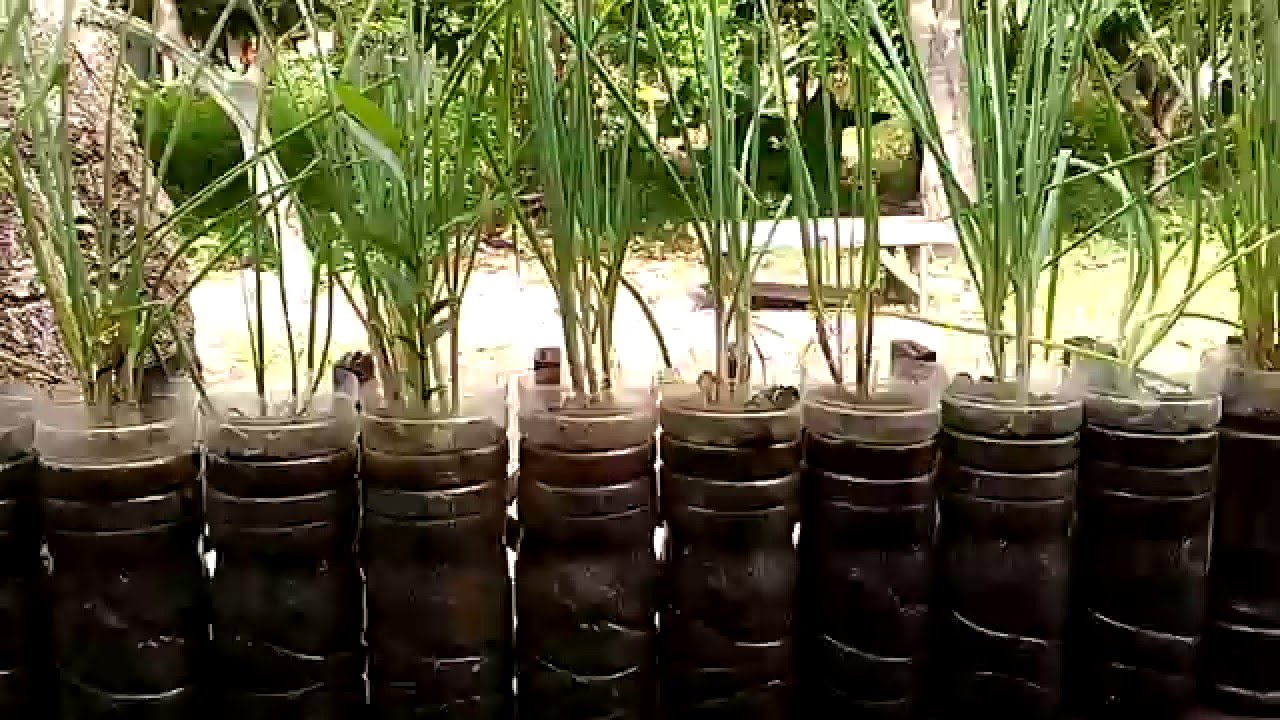  Menanam  Bawang  Merah Dengan Media Botol Bekas YouTube