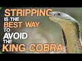 Stripping Is The Best Way To Avoid The King Cobra (The Ultimate Fact Fiend Studio)