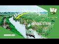 Natural Straw (Natural Straws) || Phone/WhatsApp: (+84)934 191 357