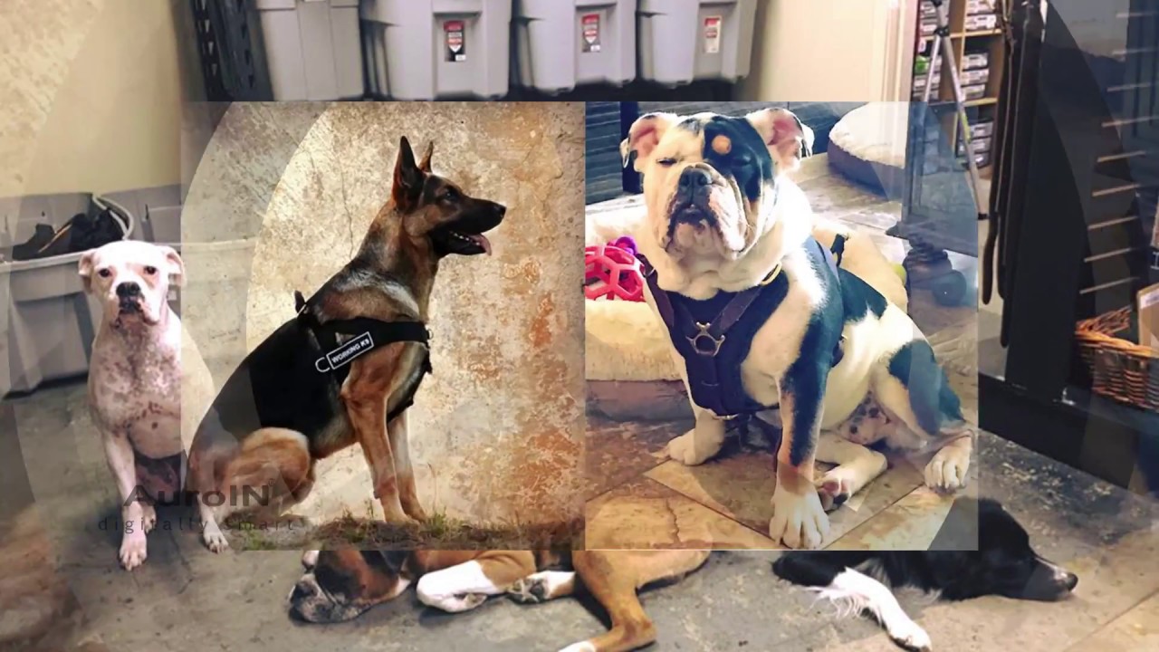 Dean & Tyler Dog Collars