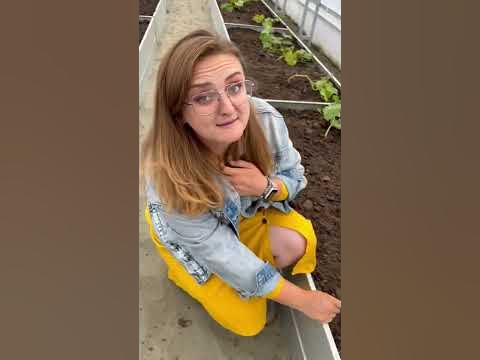 Огурец Селедочка от Семена Алтая #семенаалтая #семена #огурцы #дача # ...