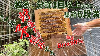 ニホンミツバチ 6月の採蜜　越冬・分蜂3回以上していても巣箱6段満・貯蜜大量盛り上げてる 意外予想外です　和歌山県紀の川市