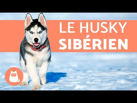 Vidéo: Couleurs de Huskies Sibériens
