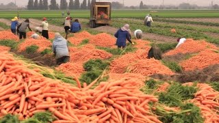 Modern Agriculture,CNC Technology Tractor Harvester Сarrot,Machine Compilation