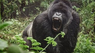 Roaring Gorilla sounds effect no copyright | copyright free gorilla 🦍 | gorilla roar sound effect 