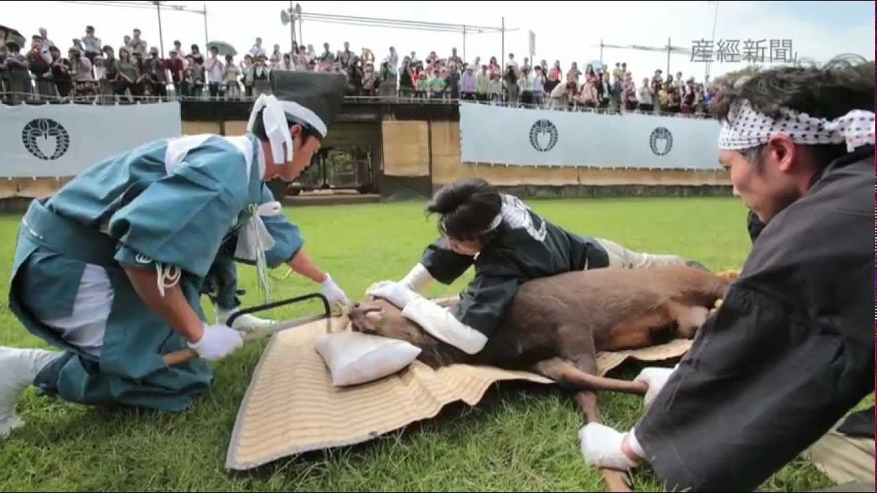 奈良公園の鹿って なんで鹿せんべい売り場を襲わないの もしかして忖度してるの ロカフレ