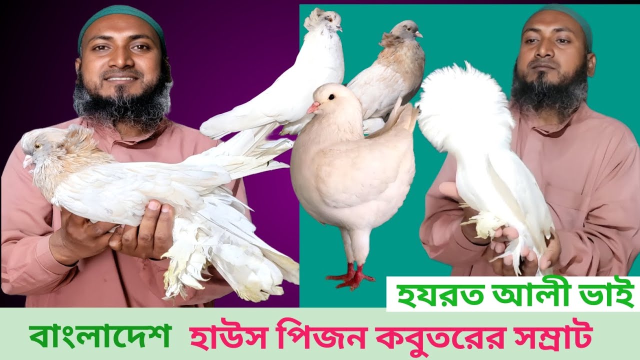 👉👉হাউস পিজন ও সেন্ট কবুতর ক্রয় করুন আহাম্মদপুরের হযরত ভাইয়ের খামার থেকে 🥰