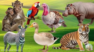 Happy Farm Animal Sounds: Zebras, Tiger, Hippopotamus, Goose, Turkey, Monkey - Cute Little Animals by Wild Animal Sounds 6,514 views 13 days ago 32 minutes