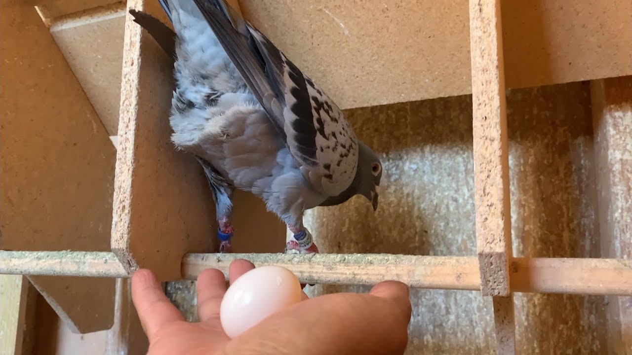 PIGEON LAYING EGG INTO MY HAND |  