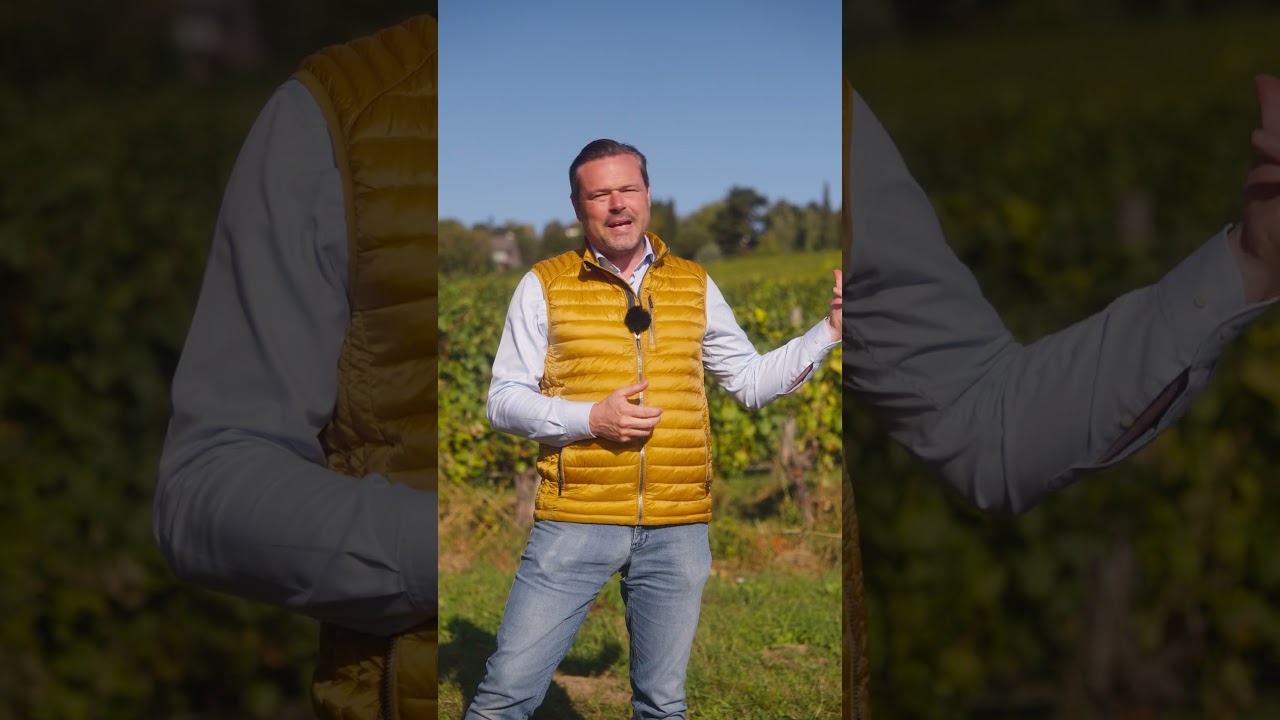 Ein Weingarten zwischen den schönsten Villen Wiens 🤩 