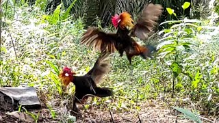 Mikat AYAM HUTAN di sore hari sangat memuaskan hasilnya!!!!!!!!
