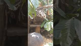 honey🐝 bee in kgm estate kadrahalli#coffee #nature #polination go #nature green🟢