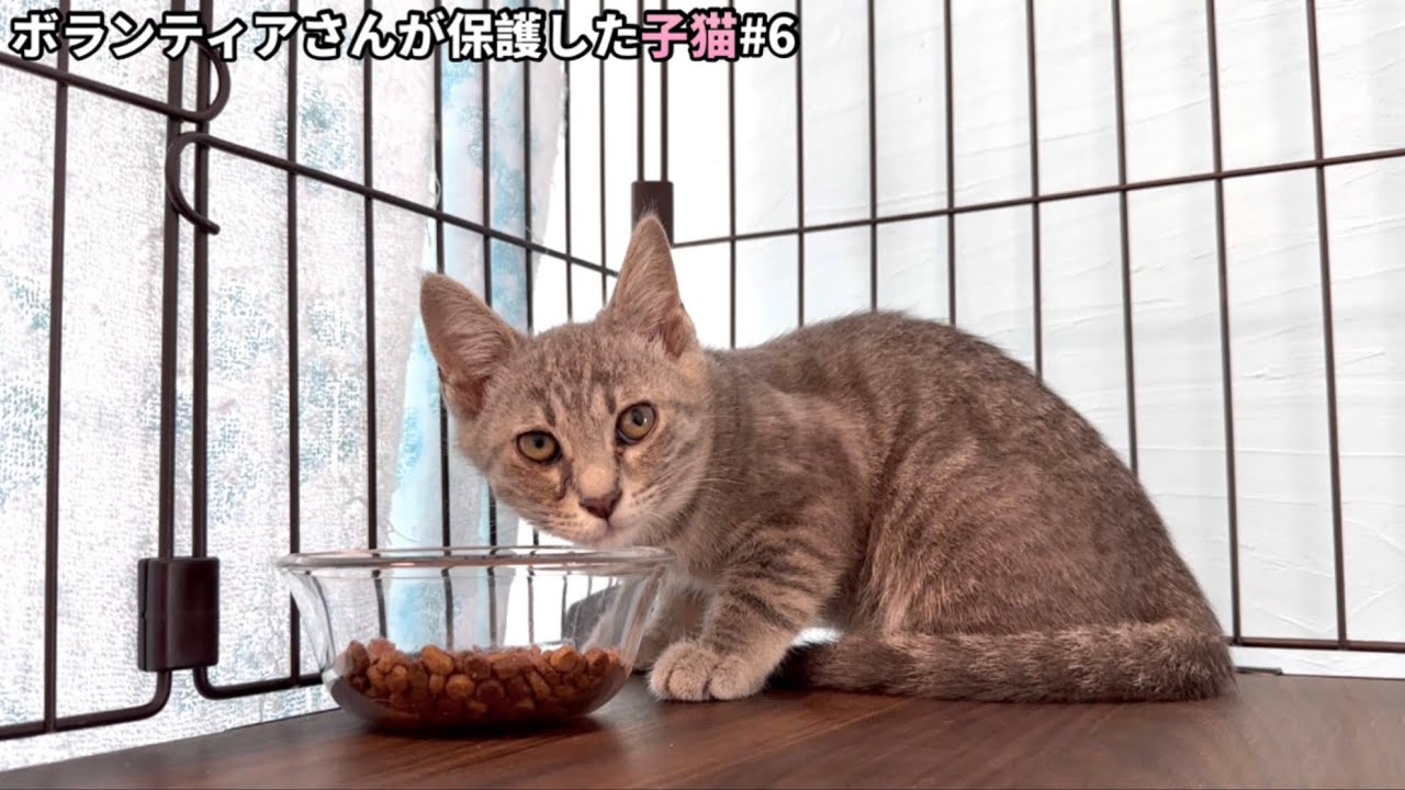 怖くて人前ではご飯を食べれなかった子猫がついに！？