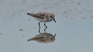 Kedidi Leher Merah / Red-Necked Stint / Calidris ruficollis