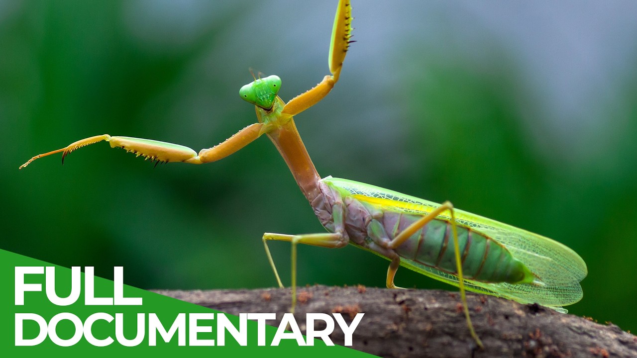 Praying Mantis – The Insect Killer | Wild Italy | Episode 4 | Free Documentary Nature