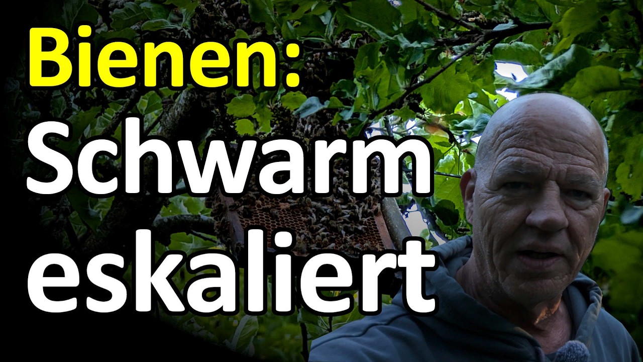 Riesen Bienen-Schwarm eskaliert! Königin entwischt! Bergung schwierig! Offene Brutwabe hochhängen?