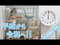 【チンチラ】平成から令和へ！その時ぷーちゃんは！？Funny and Cute Chinchilla