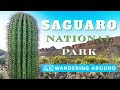 [4K]🌵Saguaro National Park🌵(2022) - Wandering around the Tucson Mountain District